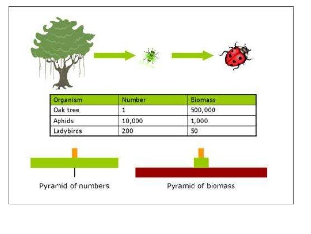 why is a pyramid of biomass more accurate biomass pyramid explained